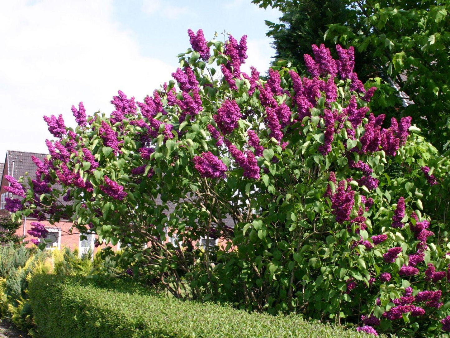 Syringa Vulgaris Ludwig Spaeth - View 4 from www redcrocus com