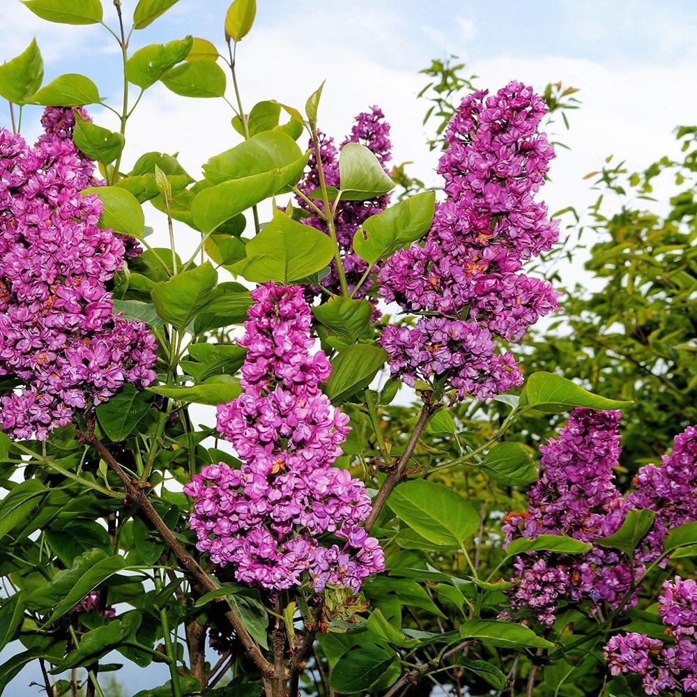 Syringa Vulgaris Ludwig Spaeth - View 6 from www redcrocus com