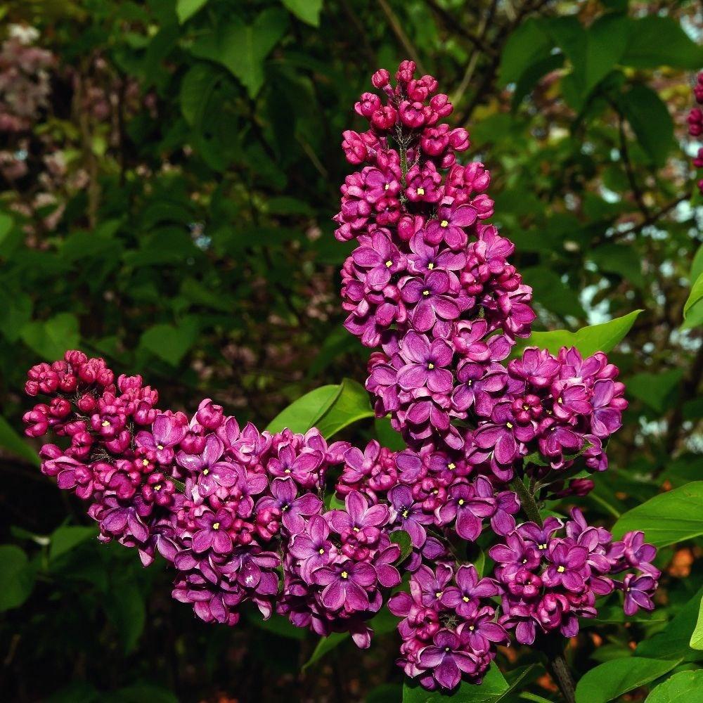 Syringa Vulgaris Ludwig Spaeth - View 7 from www redcrocus com