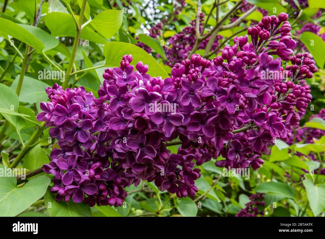 Syringa Vulgaris Ludwig Spaeth - View 8 from www redcrocus com