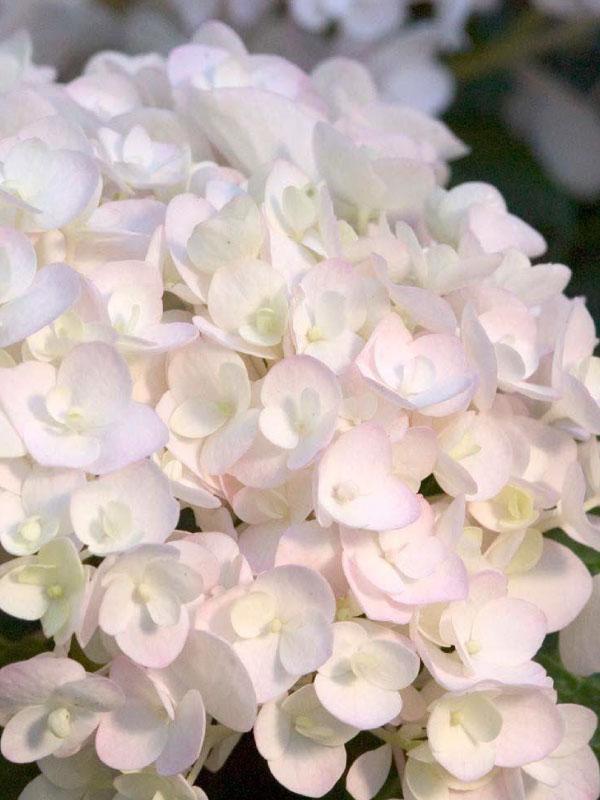 Hydrangea Macrophylla 'blushing Bride' - View 11 from www redcrocus com