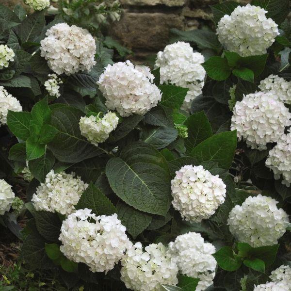 Hydrangea Macrophylla 'blushing Bride' - View 9 from www redcrocus com