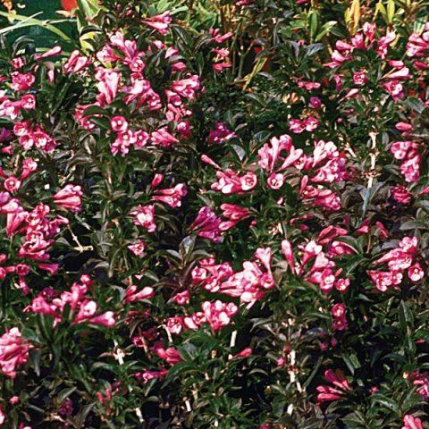 Weigela Florida Dark Horse - View 13 from www redcrocus com