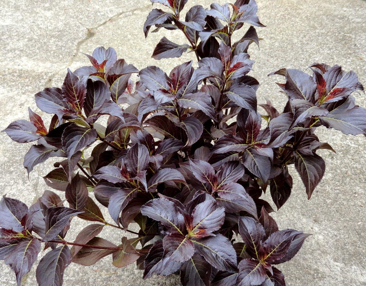 Weigela Florida Dark Horse - View 14 from www redcrocus com
