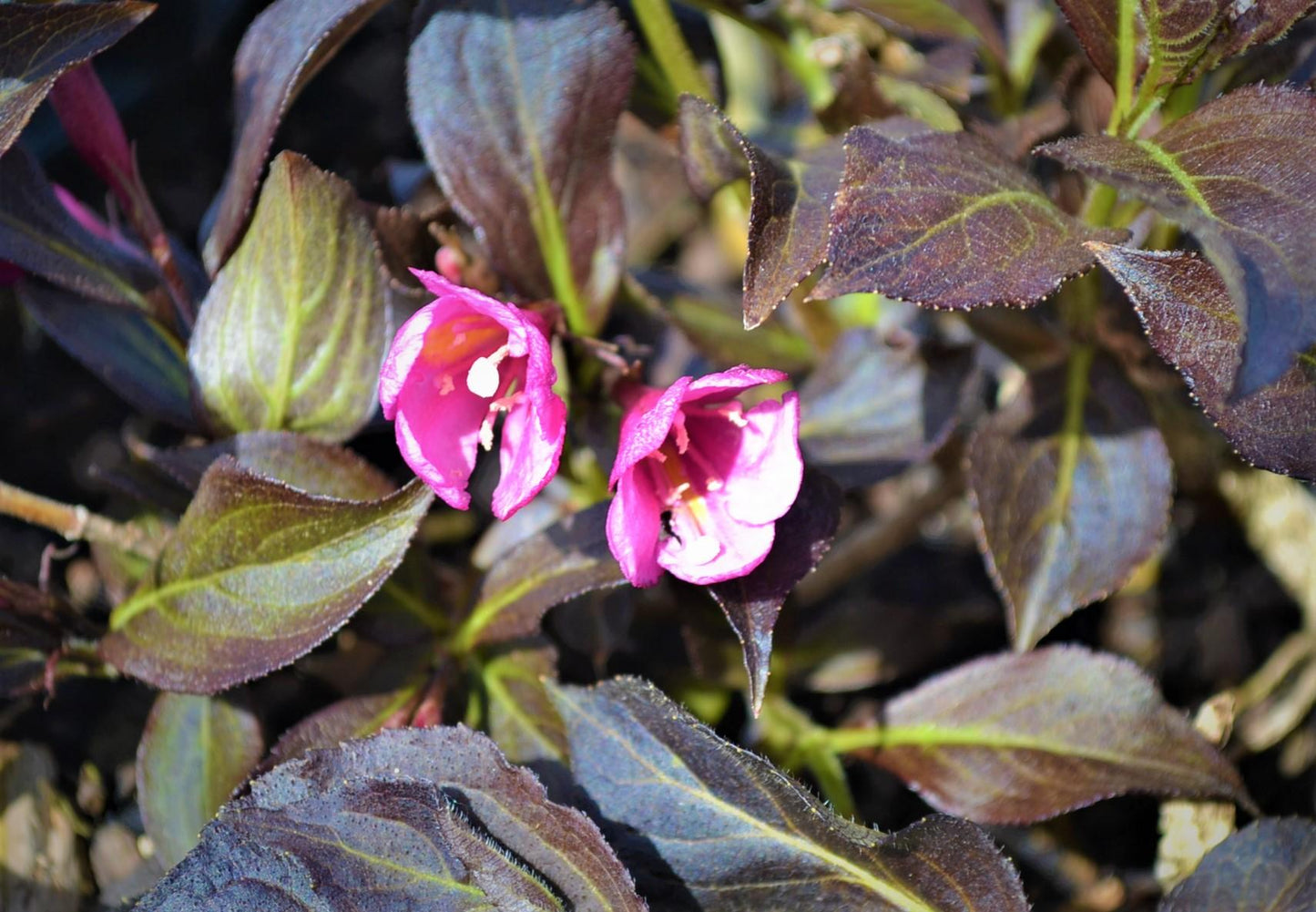 Weigela Florida Dark Horse - View 16 from www redcrocus com