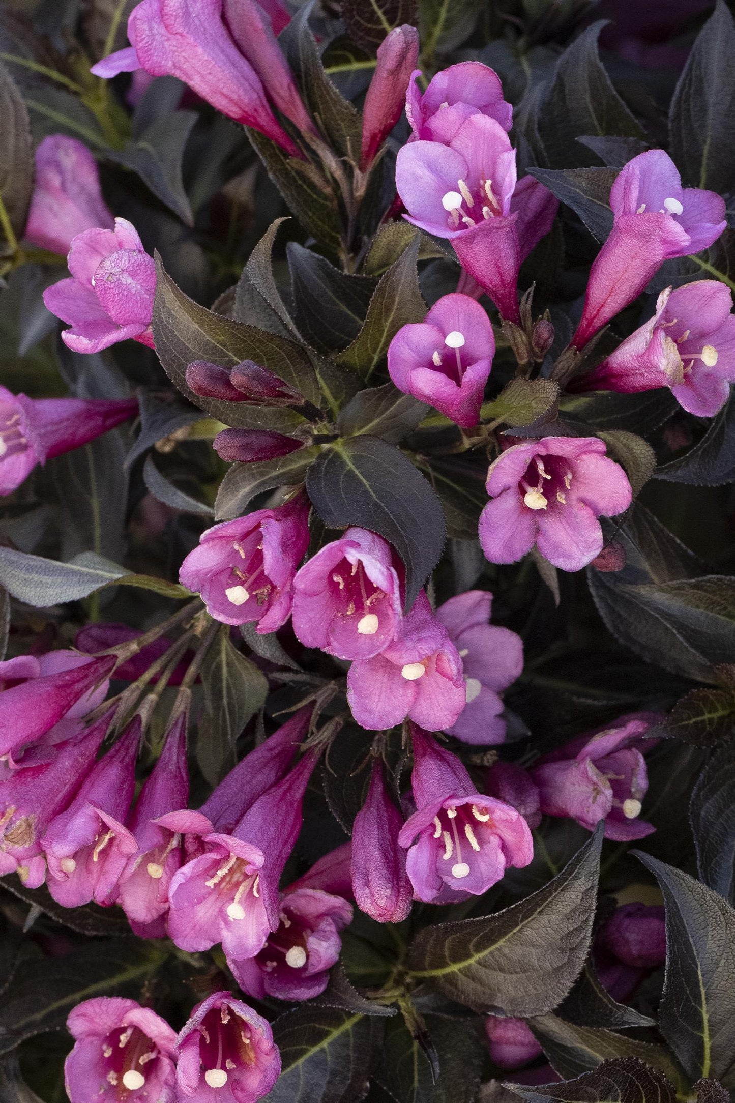 Weigela Florida Dark Horse - View 17 from www redcrocus com