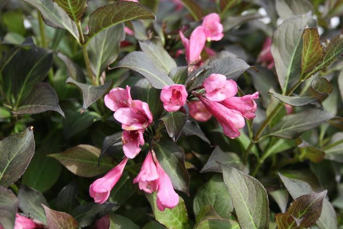 Weigela Florida Dark Horse - View 18 from www redcrocus com