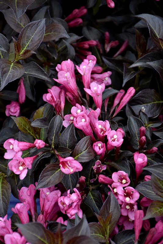 Weigela Florida Dark Horse - View 1 from www redcrocus com