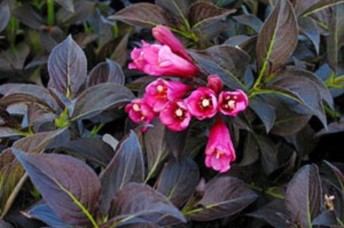Weigela Florida Dark Horse - View 3 from www redcrocus com
