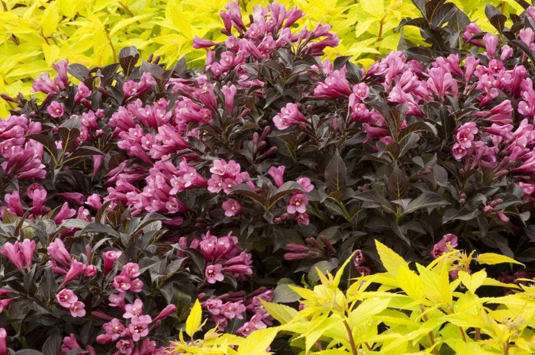 Weigela Florida Dark Horse - View 7 from www redcrocus com