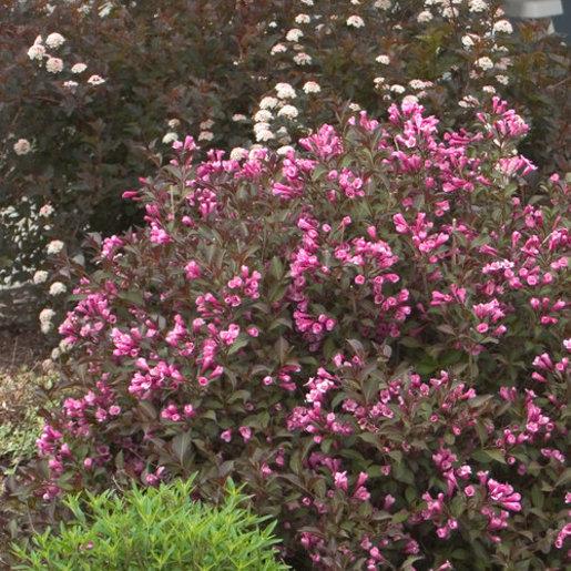 Weigela Florida Dark Horse - View 8 from www redcrocus com