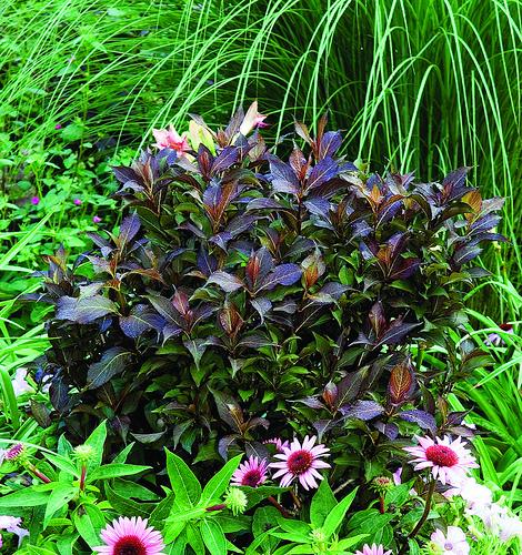 Weigela Florida Dark Horse - View 9 from www redcrocus com
