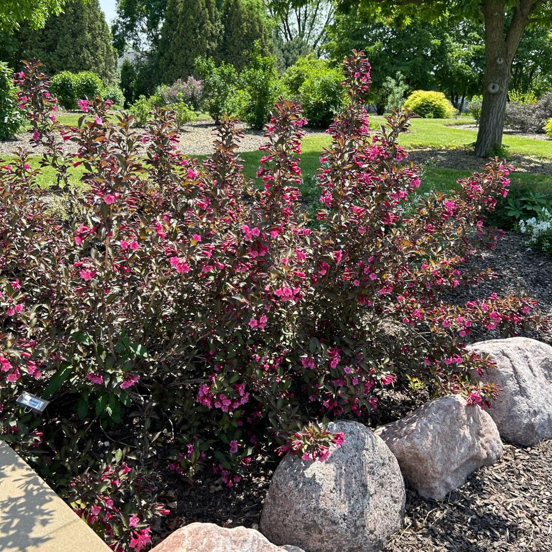 Weigela Florida 'dark Horse' - View 11 from www redcrocus com