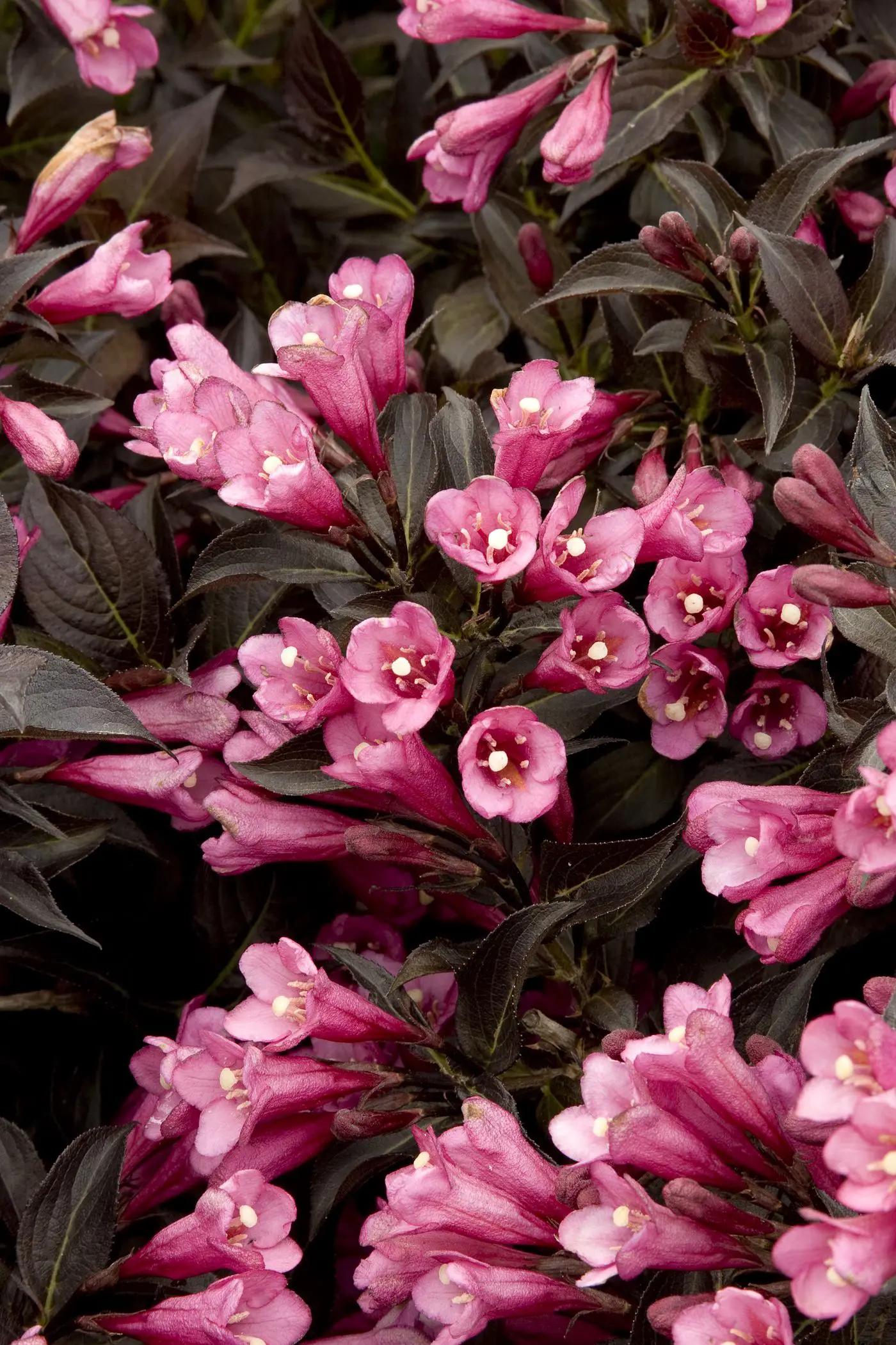Weigela Florida 'dark Horse' - View 12 from www redcrocus com