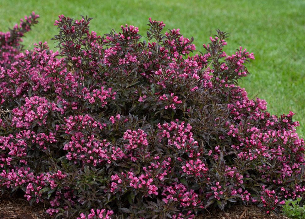 Weigela Florida 'dark Horse' - View 13 from www redcrocus com