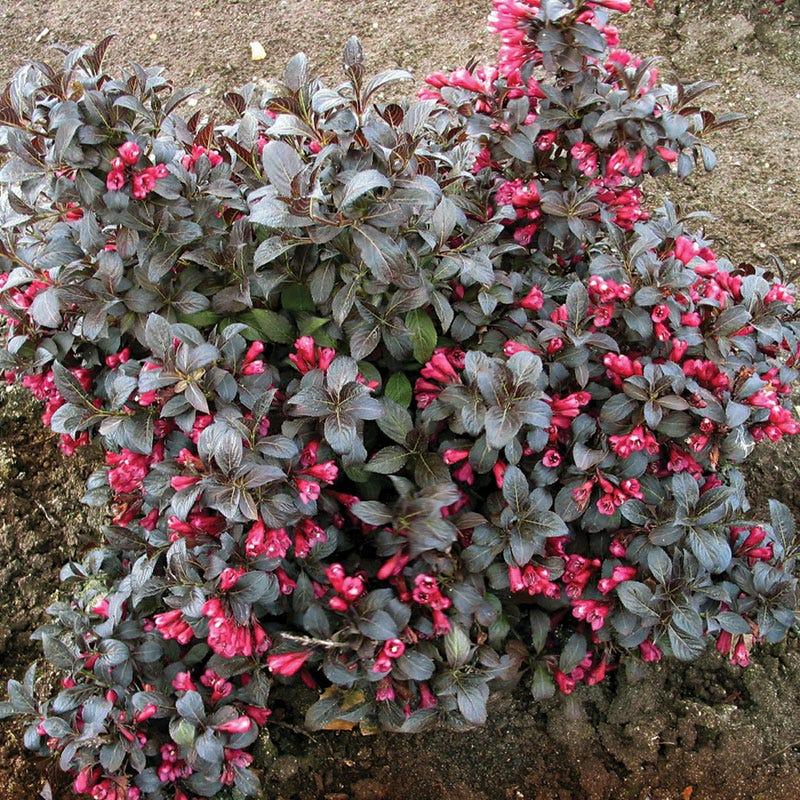 Weigela Florida 'dark Horse' - View 16 from www redcrocus com