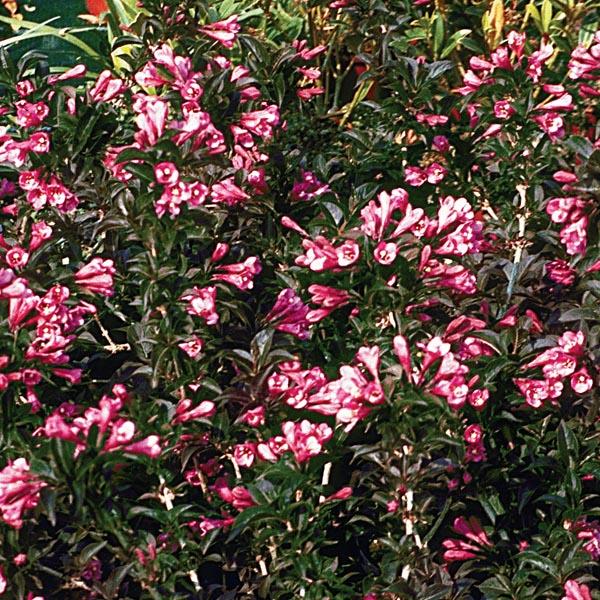 Weigela Florida 'dark Horse' - View 17 from www redcrocus com