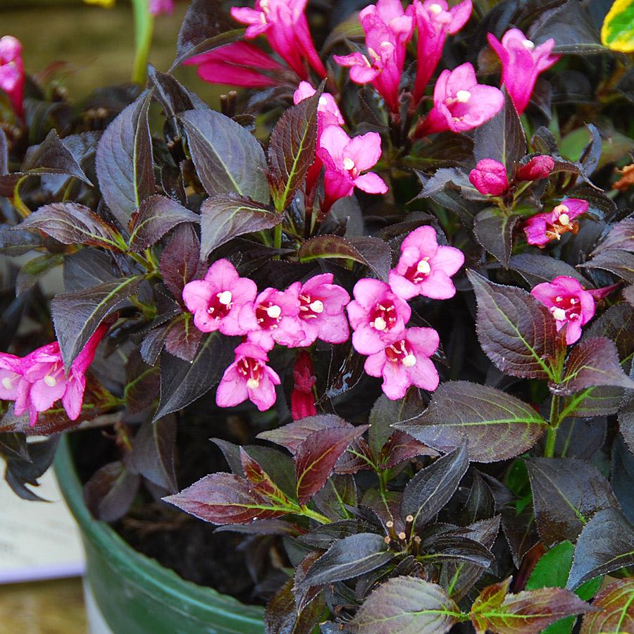 Weigela Florida 'dark Horse' - View 1 from www redcrocus com