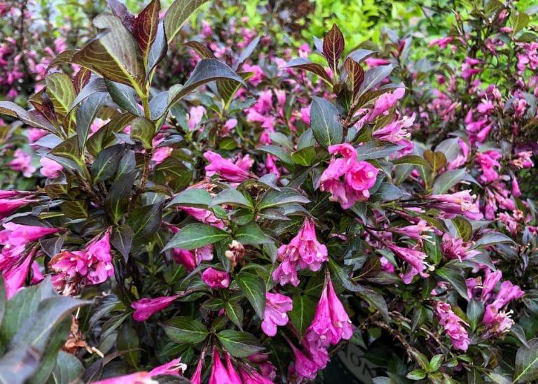 Weigela Florida 'dark Horse' - View 3 from www redcrocus com