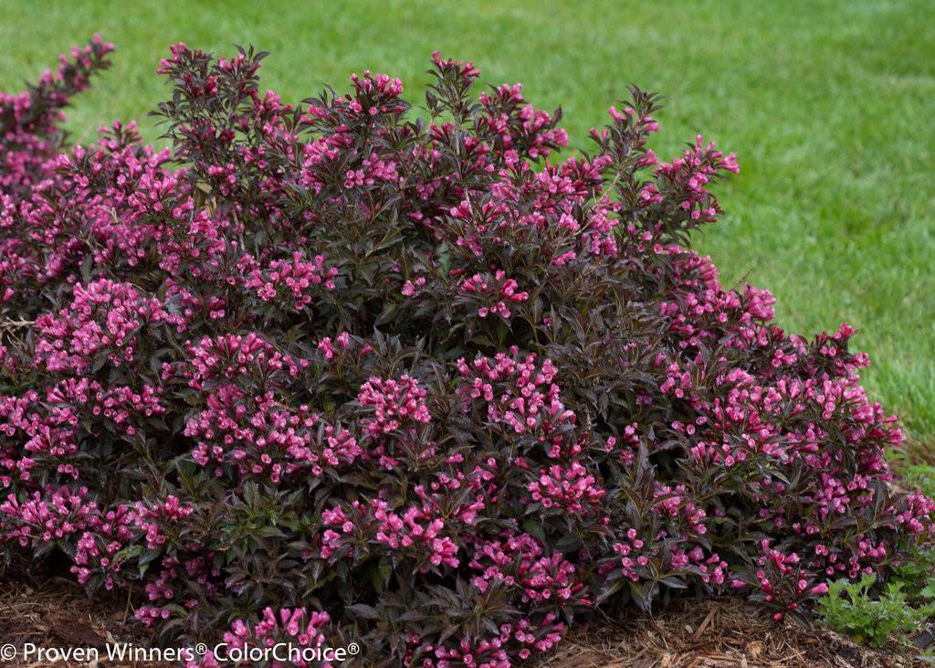 Weigela Florida 'dark Horse' - View 9 from www redcrocus com