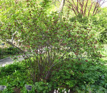 Calycanthus Floridus - View 11 from www redcrocus com