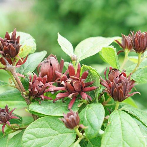 Calycanthus Floridus - View 13 from www redcrocus com