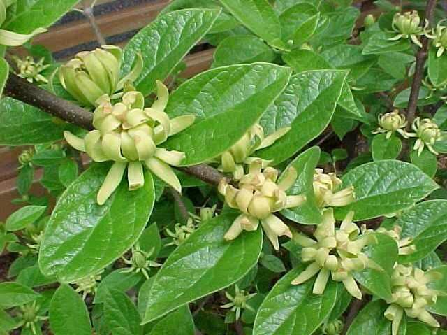 Calycanthus Floridus - View 14 from www redcrocus com