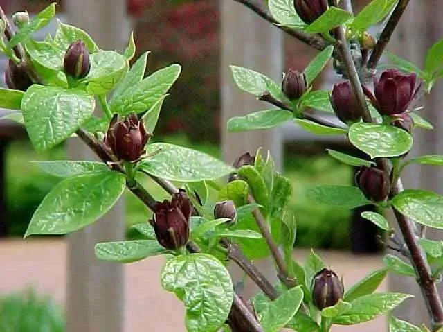 Calycanthus Floridus - View 15 from www redcrocus com