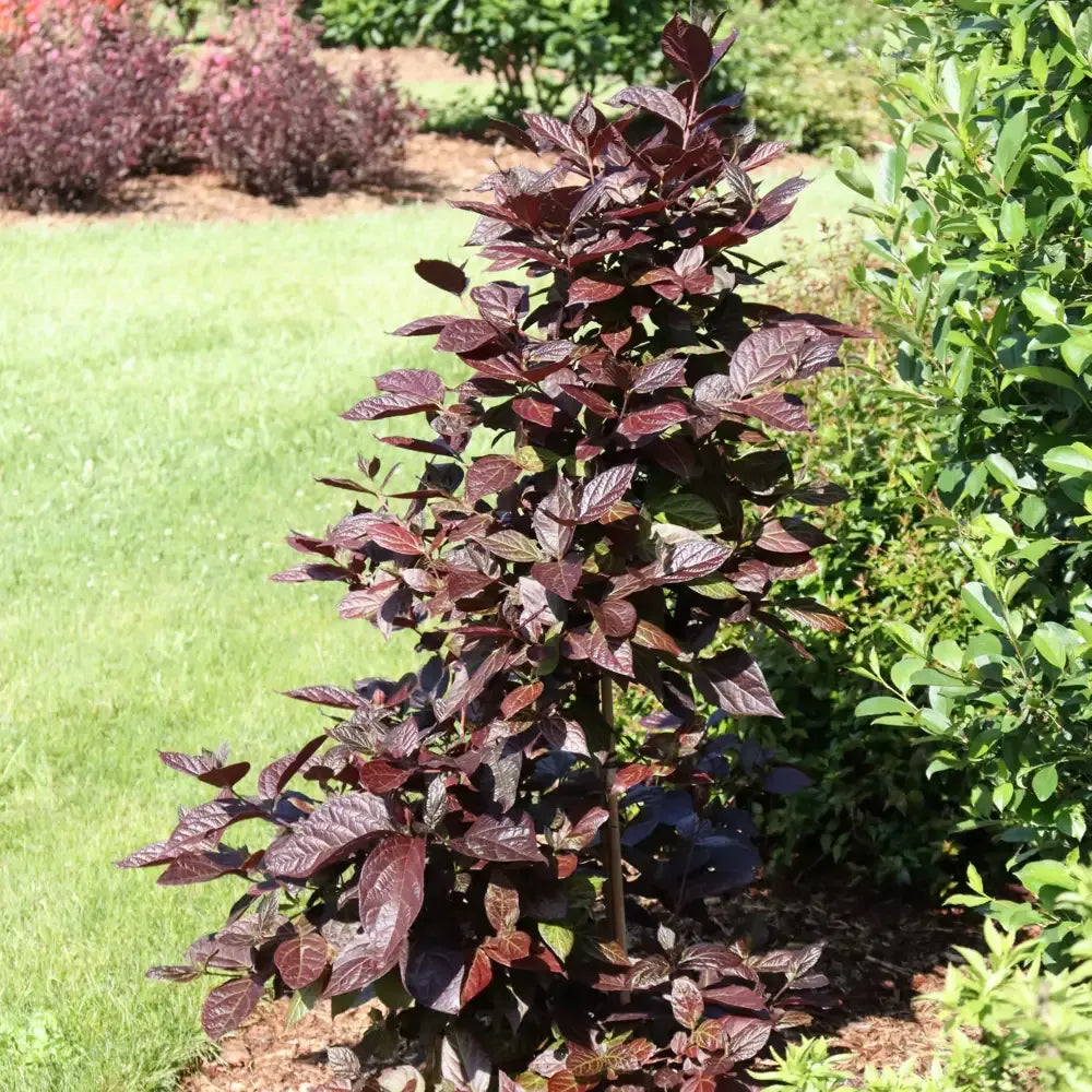 Calycanthus Floridus - View 16 from www redcrocus com