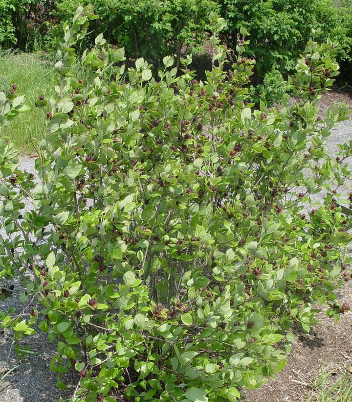 Calycanthus Floridus - View 17 from www redcrocus com