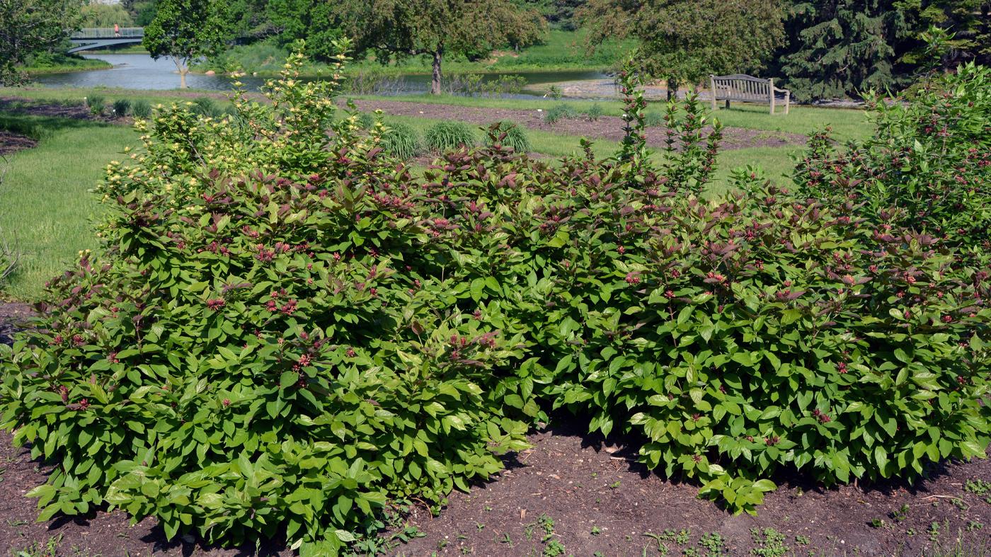 Calycanthus Floridus - View 18 from www redcrocus com
