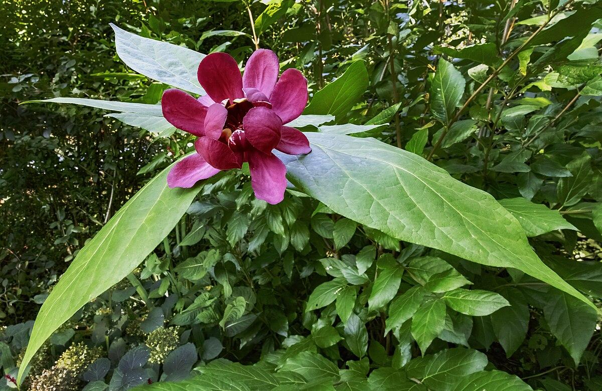 Calycanthus Floridus - View 19 from www redcrocus com