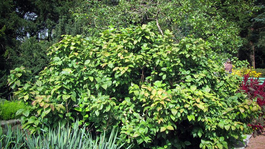 Calycanthus Floridus - View 20 from www redcrocus com