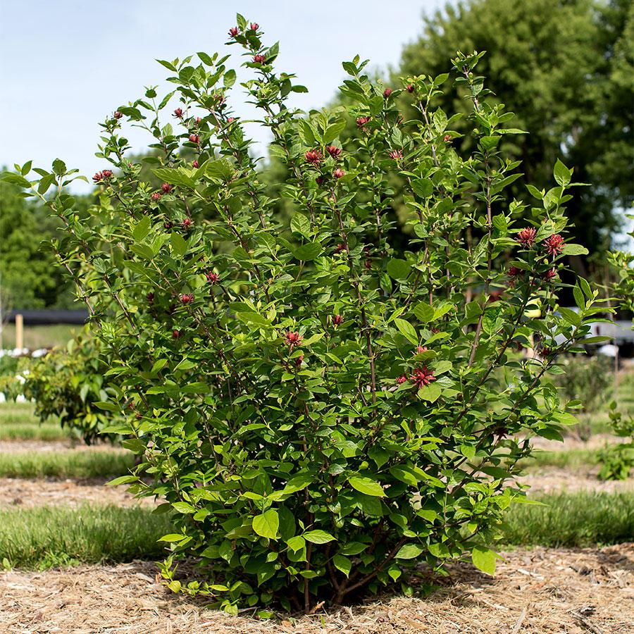 Calycanthus Floridus - View 22 from www redcrocus com