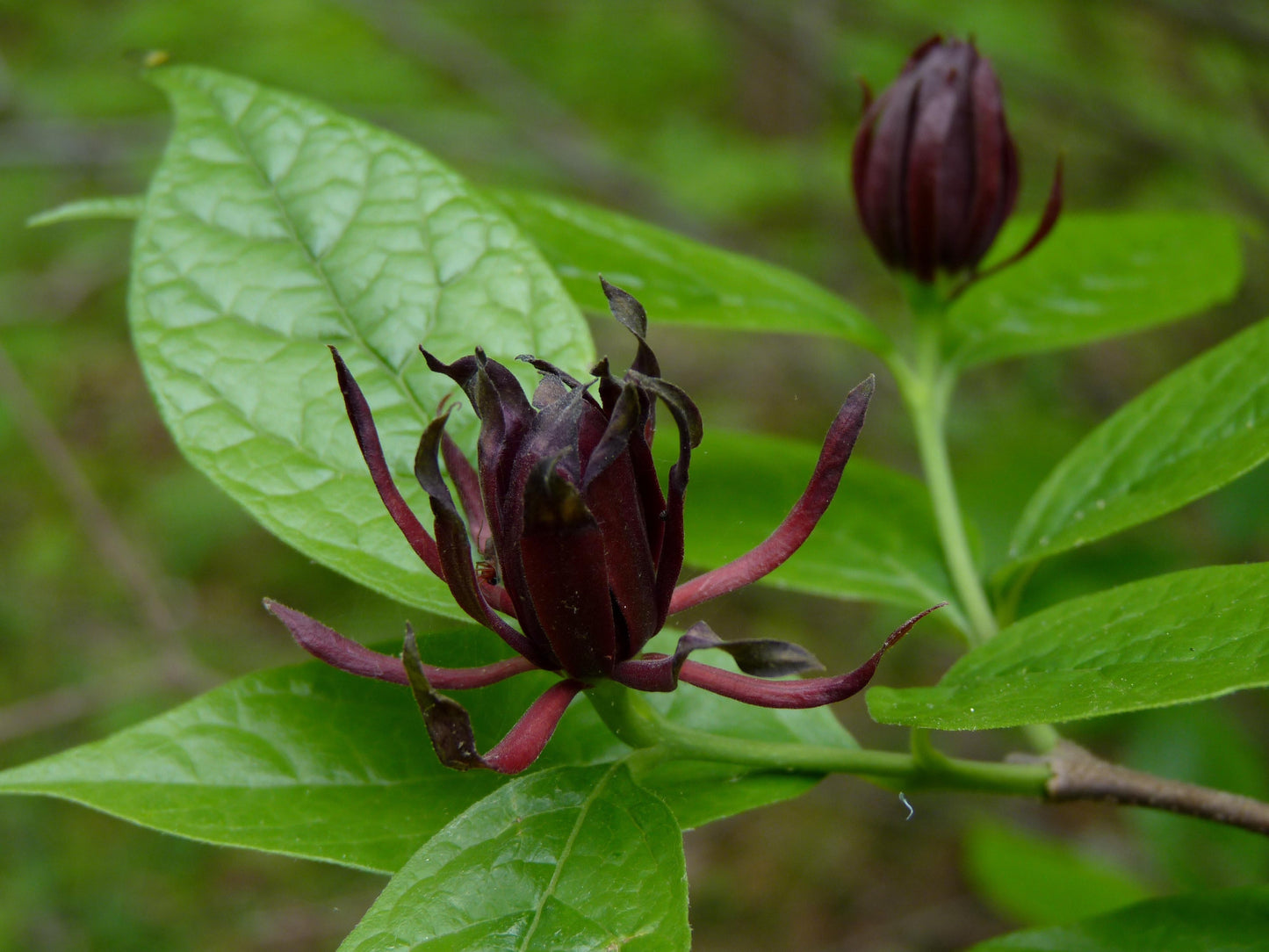 Calycanthus Floridus - View 24 from www redcrocus com
