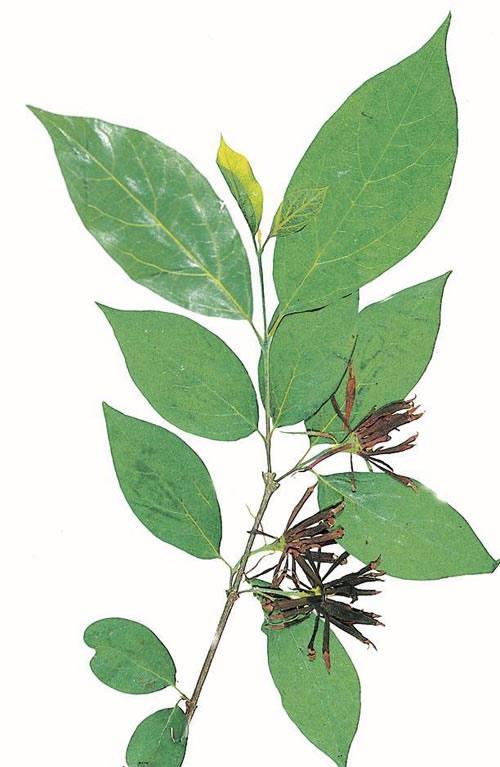 Calycanthus Floridus - View 25 from www redcrocus com