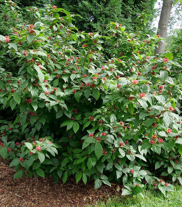 Calycanthus Floridus - View 28 from www redcrocus com