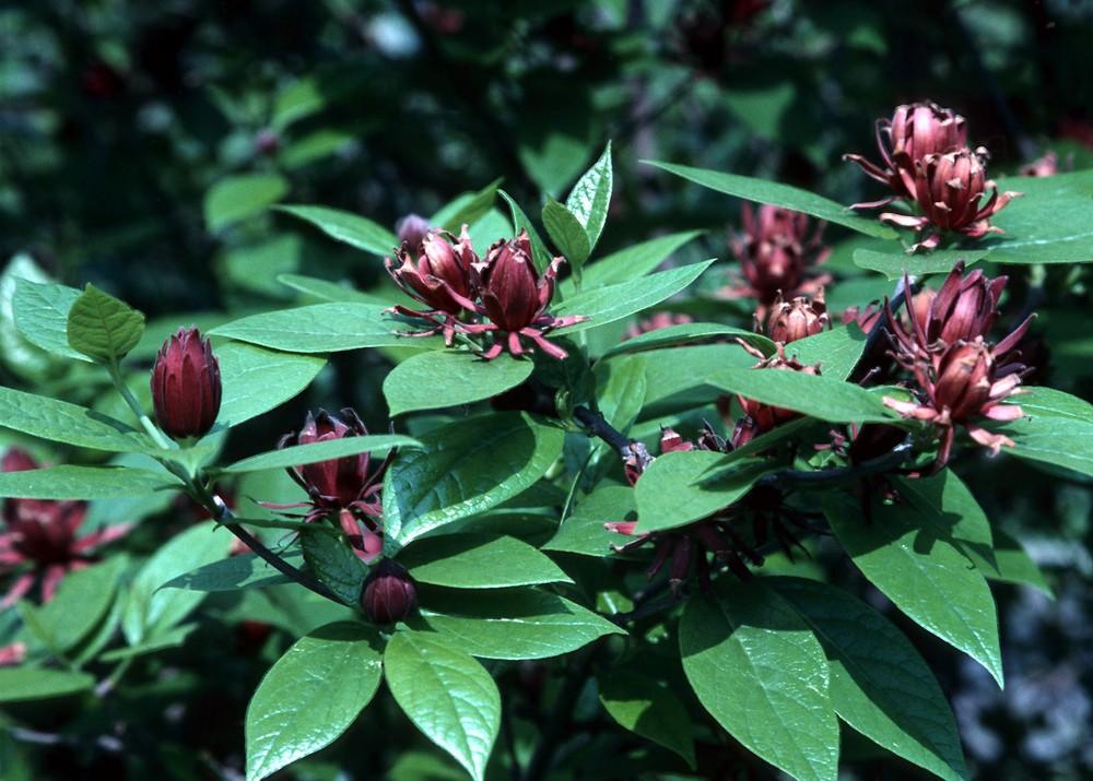 Calycanthus Floridus - View 30 from www redcrocus com