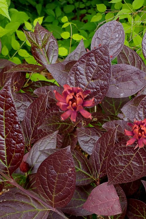 Calycanthus Floridus - View 31 from www redcrocus com