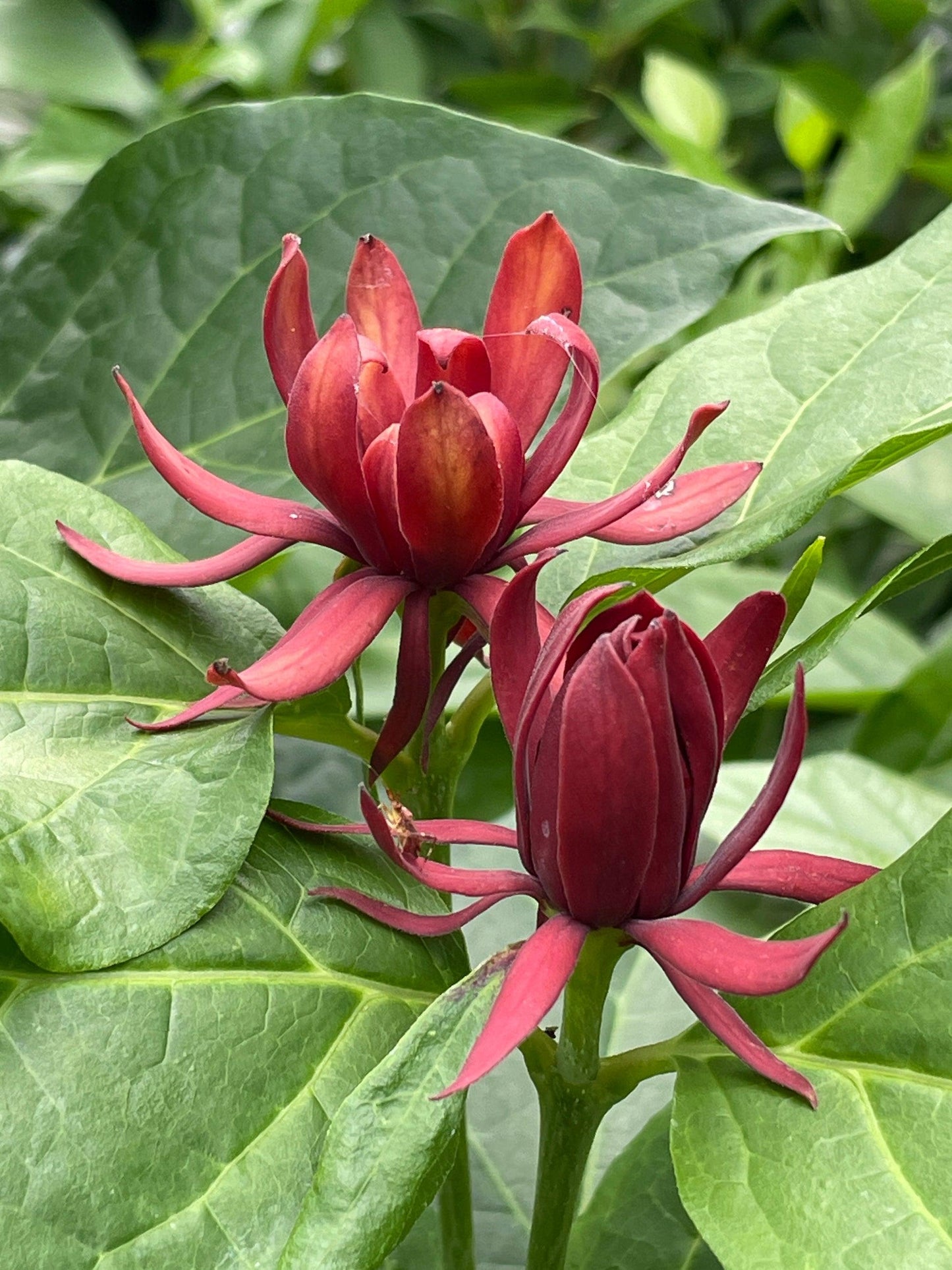 Calycanthus Floridus - View 33 from www redcrocus com
