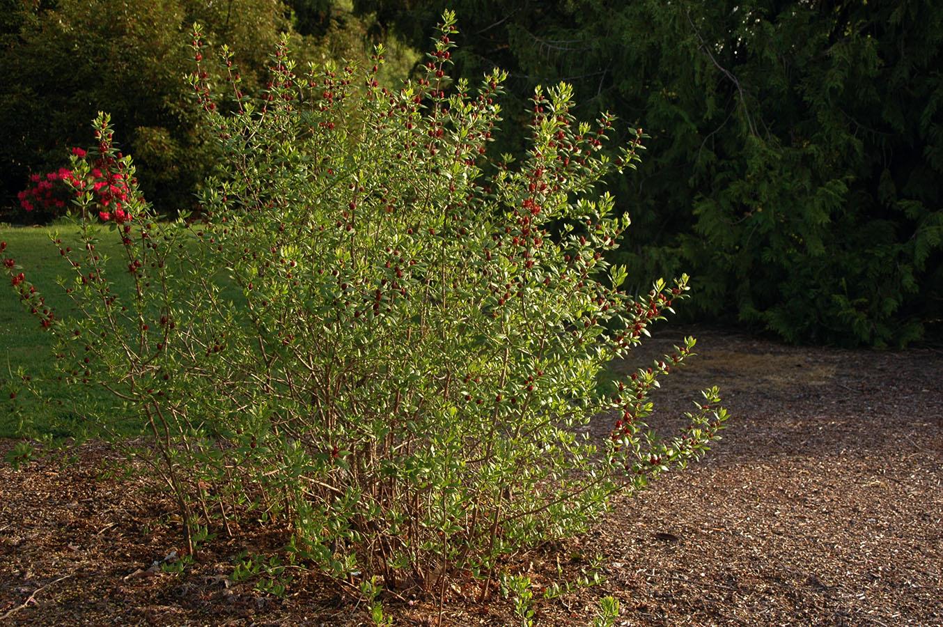 Calycanthus Floridus - View 4 from www redcrocus com