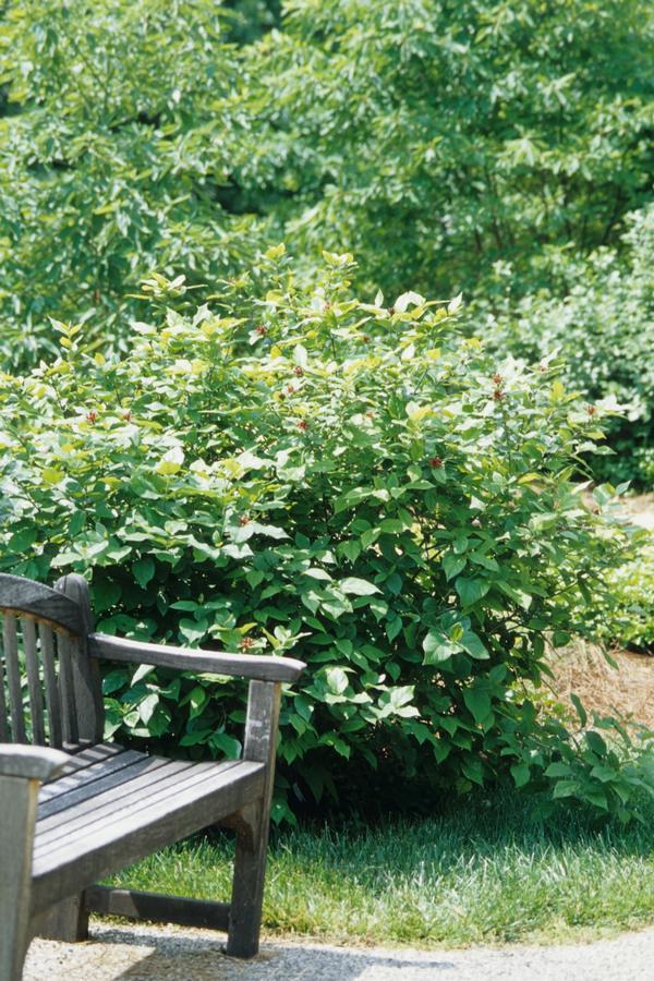 Calycanthus Floridus - View 6 from www redcrocus com