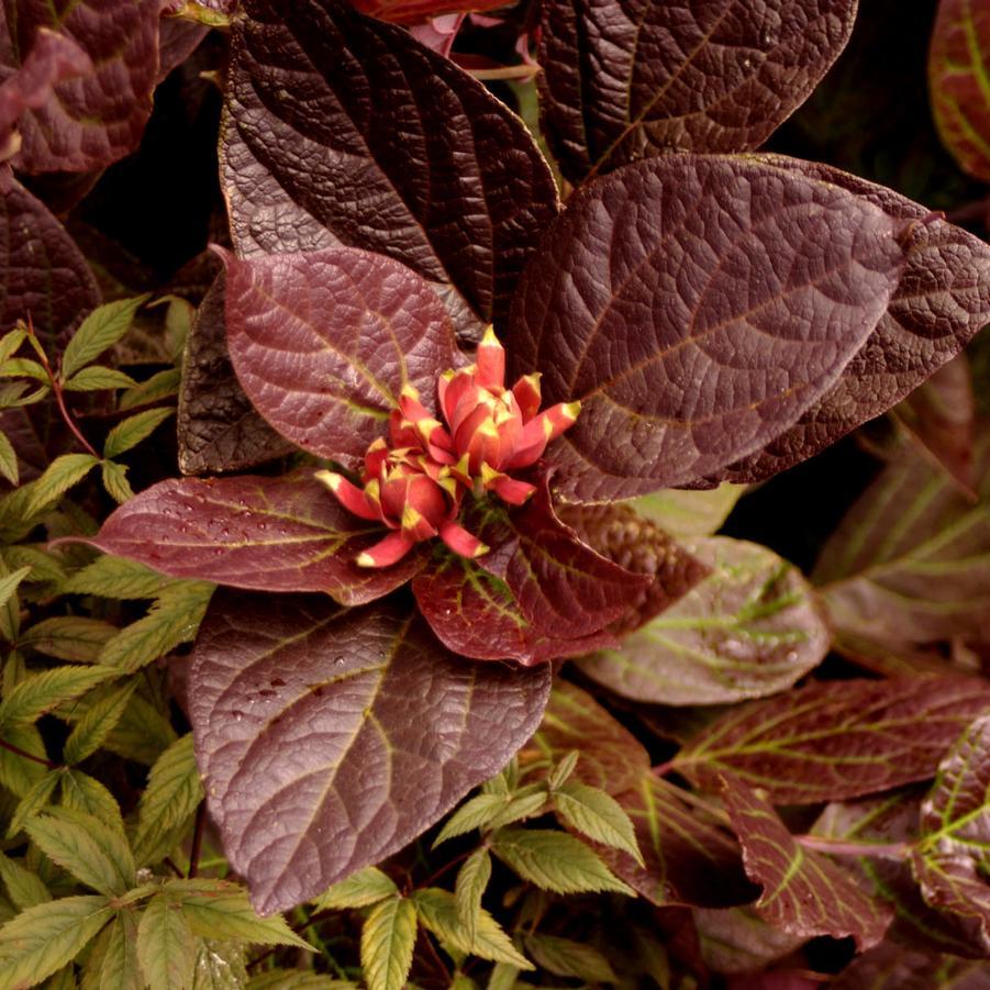 Calycanthus Floridus - View 7 from www redcrocus com