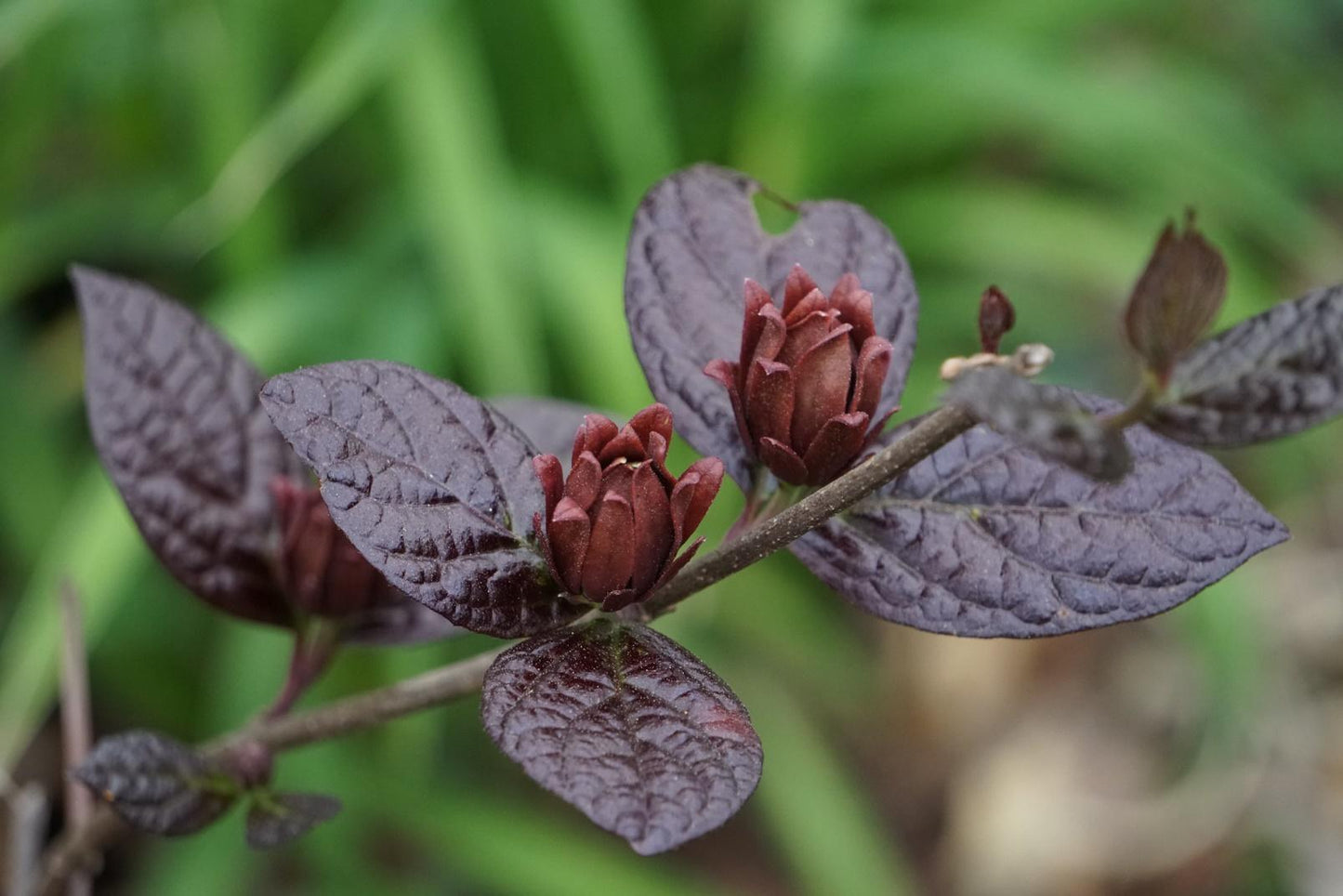 Calycanthus Floridus - View 9 from www redcrocus com