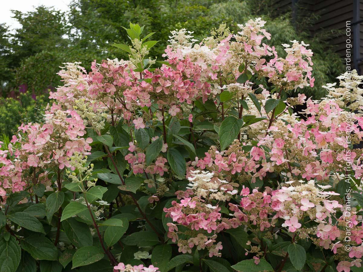 Hydrangea Paniculata Quick Fire - View 16 from www redcrocus com