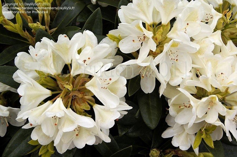 Rhododendron Chionoides - View 13 from www redcrocus com