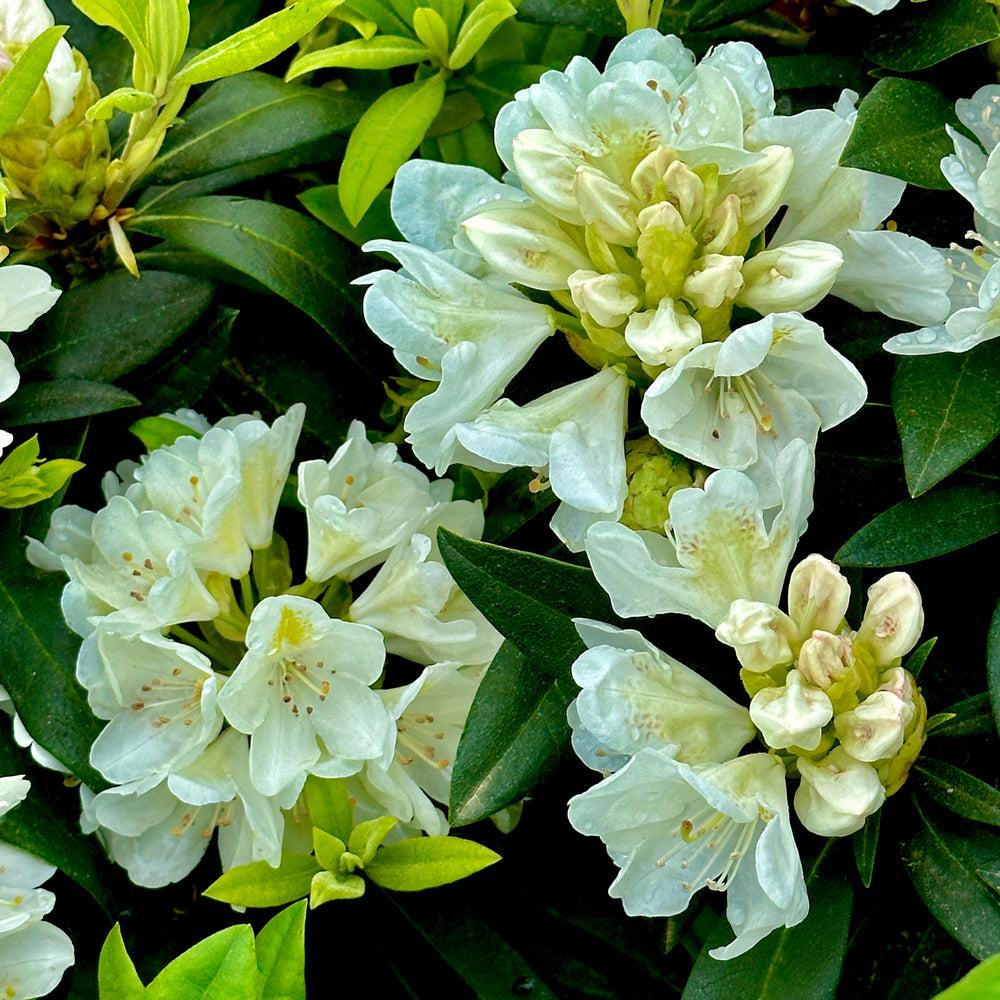 Rhododendron Chionoides - View 6 from www redcrocus com