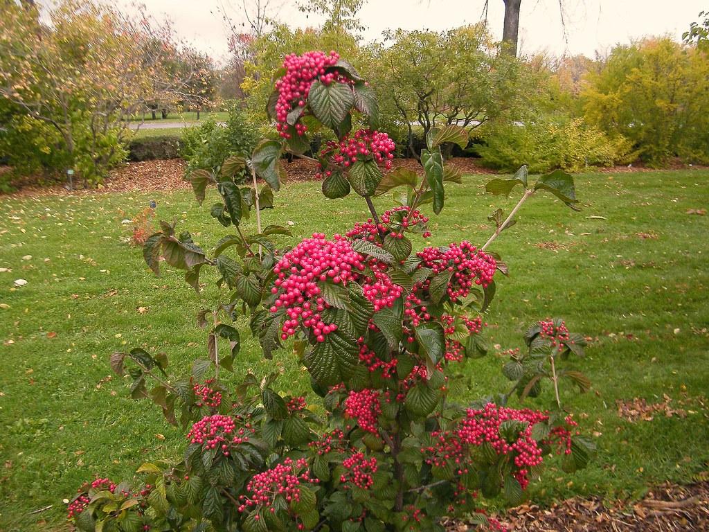 Viburnum Dilatatum Cardinal Candy - View 9 from www redcrocus com