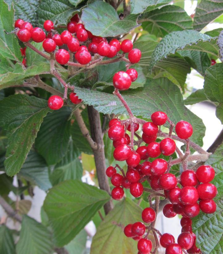 Viburnum Dilatatum 'cardinal Candy' - View 10 from www redcrocus com