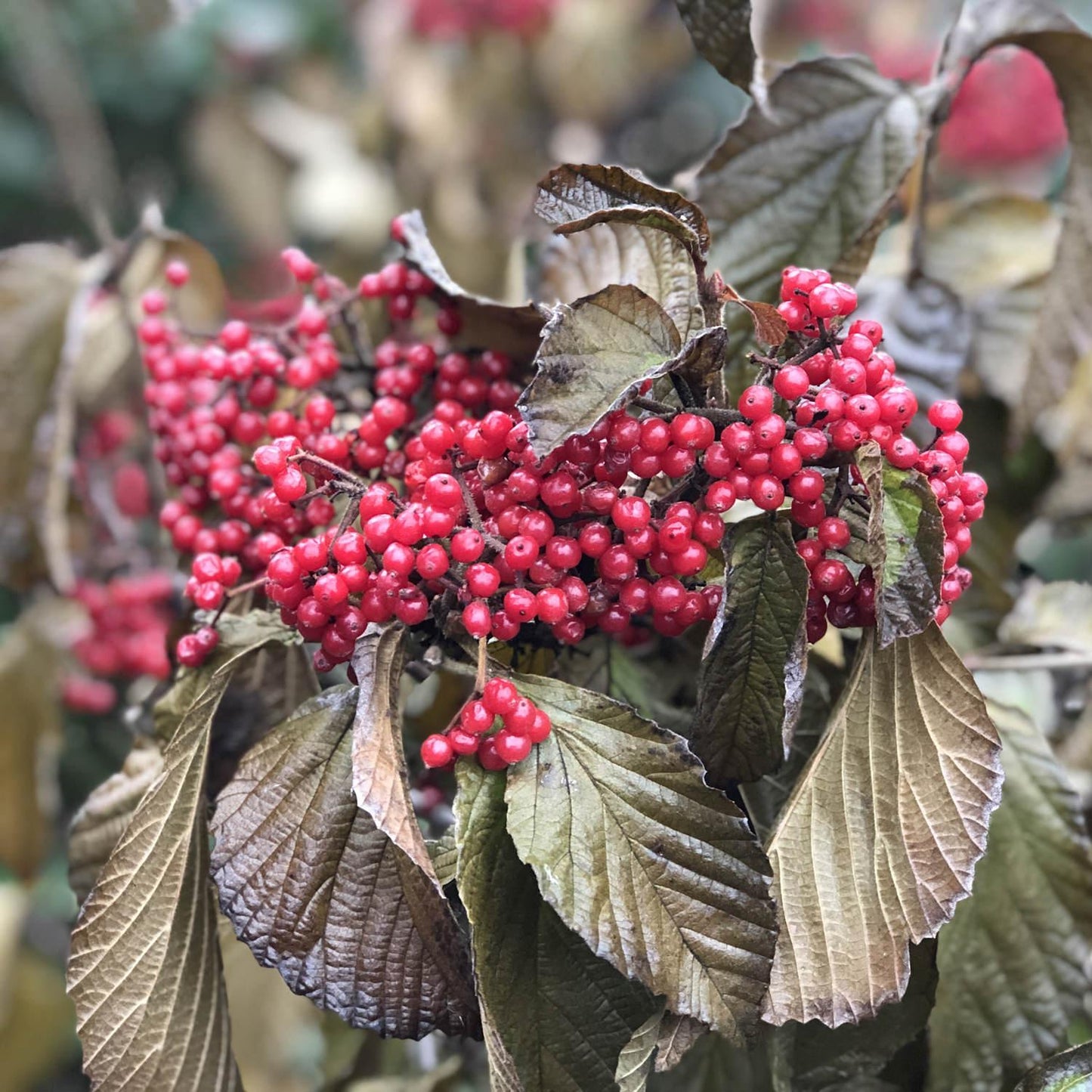 Viburnum Dilatatum 'cardinal Candy' - View 7 from www redcrocus com